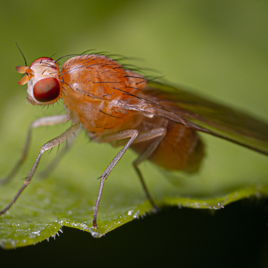 photo of single fruit fly sitting on a leaf